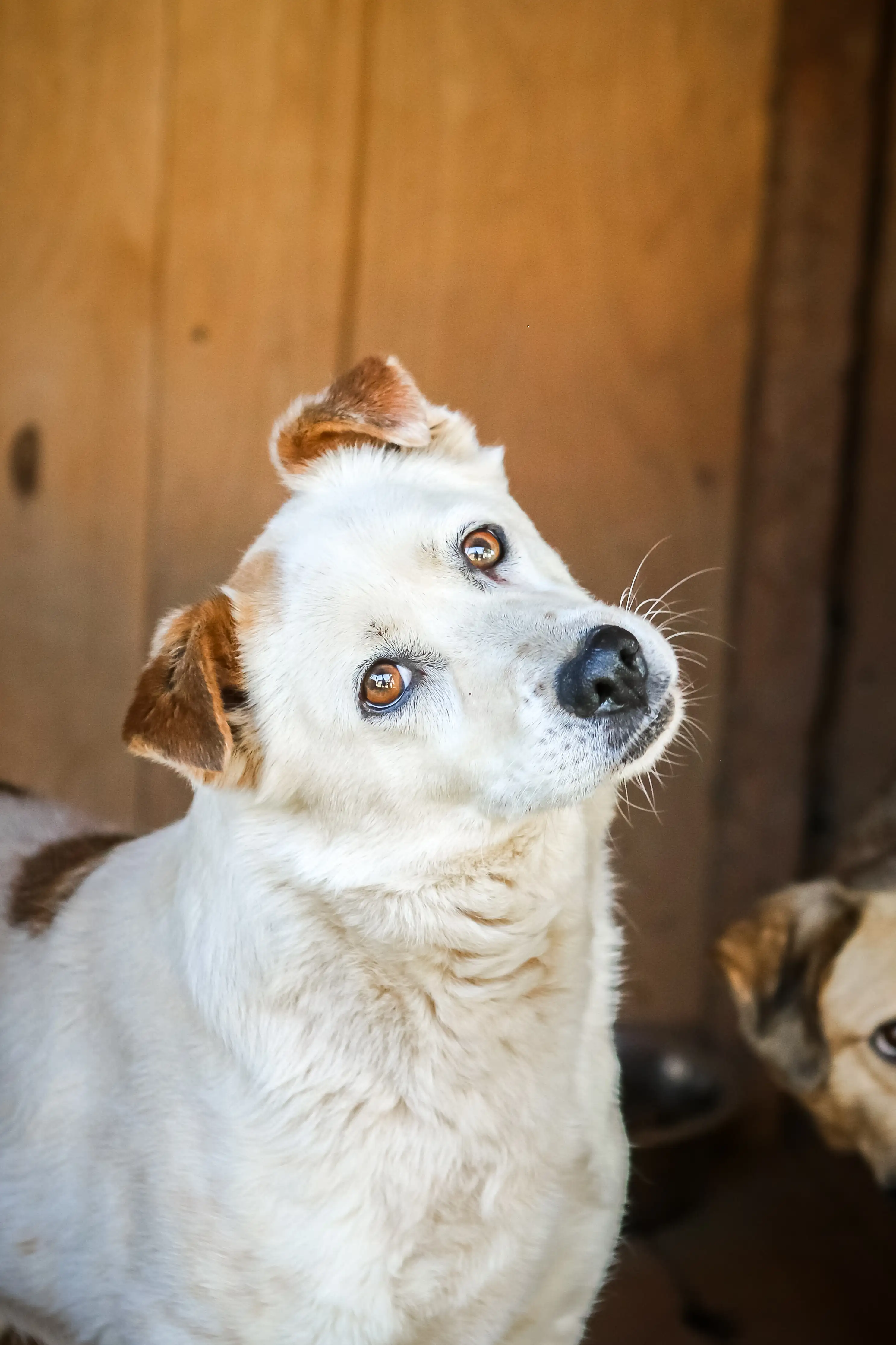 Собака Гарантин - фото 1