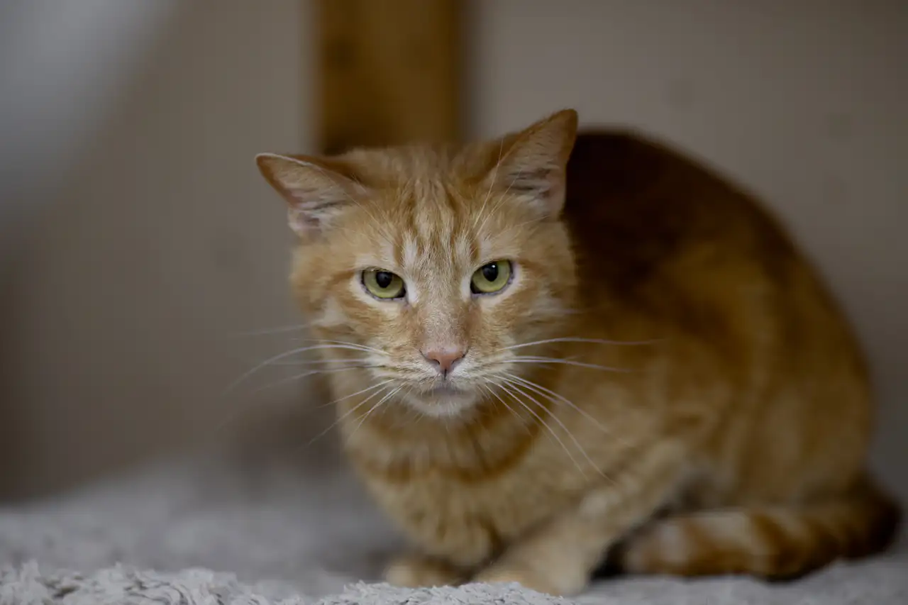 Кошка Подсолнух - фото 2