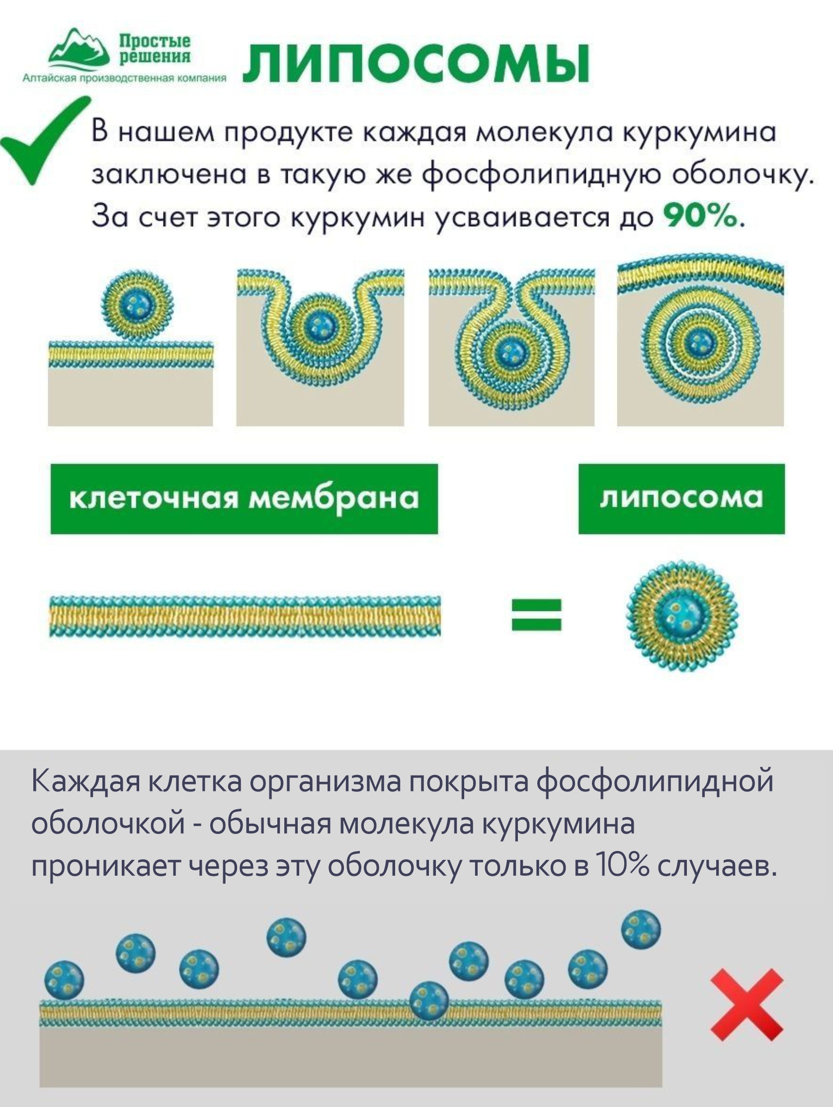 Концетраты пищевые Алтайские традиции Липосомальный куркумин Биотин Коллаген Цинк 60 капсул - фото 4