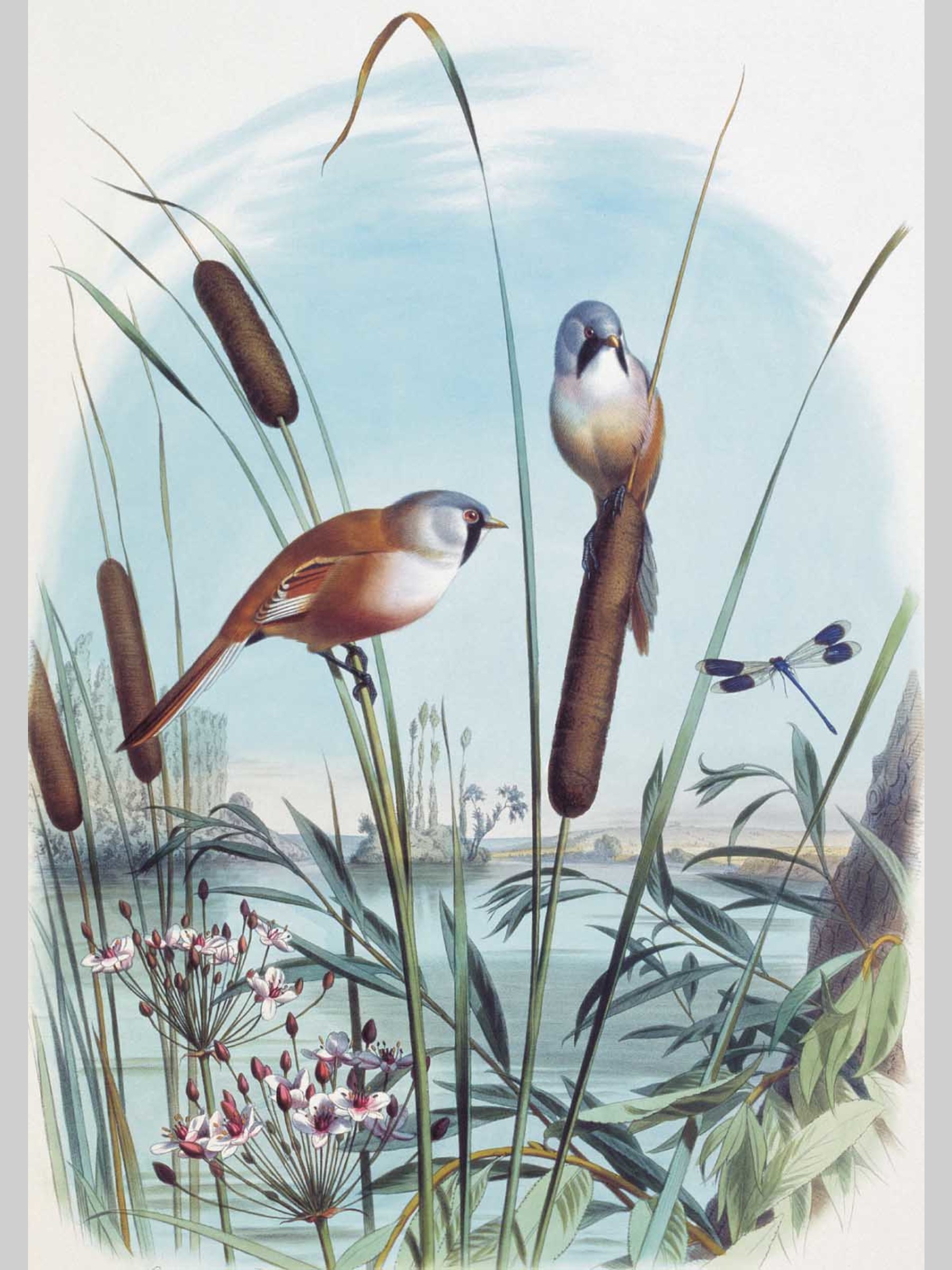 Набор открыток Белый город Самые красивые птицы Иллюстрации Э. Травье - фото 6