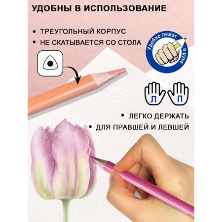 Карандаши пастельные ACMELIAE 24 шт.