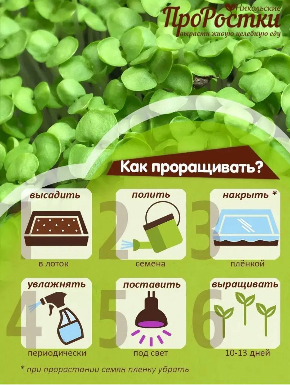 Семена для микрозелени MegaMedia базилик - фото 6