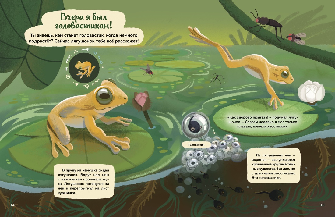 Книга Махаон Кто живёт в лесу Иллюстрированный атлас животных - фото 15