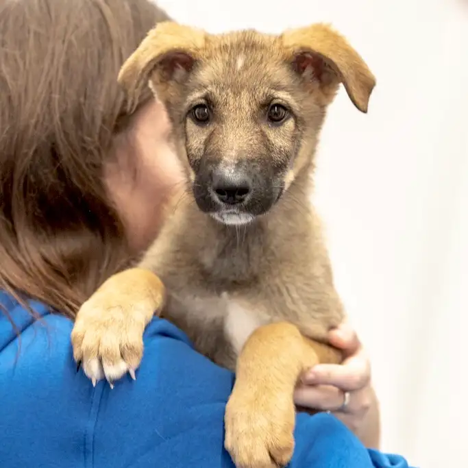 Собака Юдо - фото 2