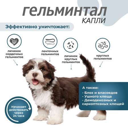 Капли для щенков и собак Гельминтал до 10кг Spot-on от внутренних паразитов 2*0.5мл