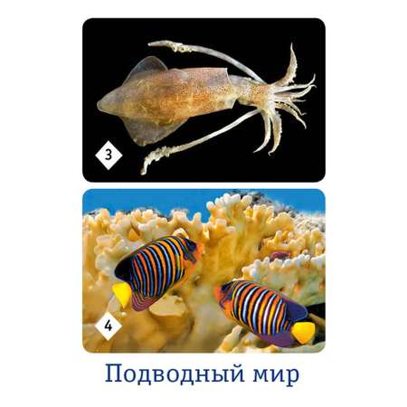 Настольная игра Нескучные игры Мемо