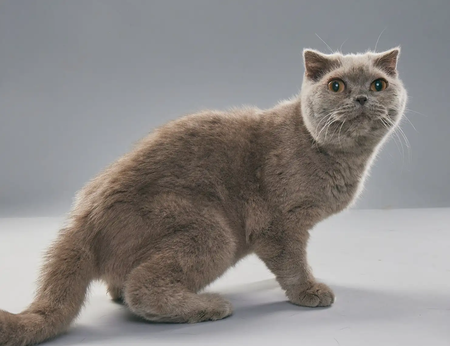 Кошка Шеба - фото 4