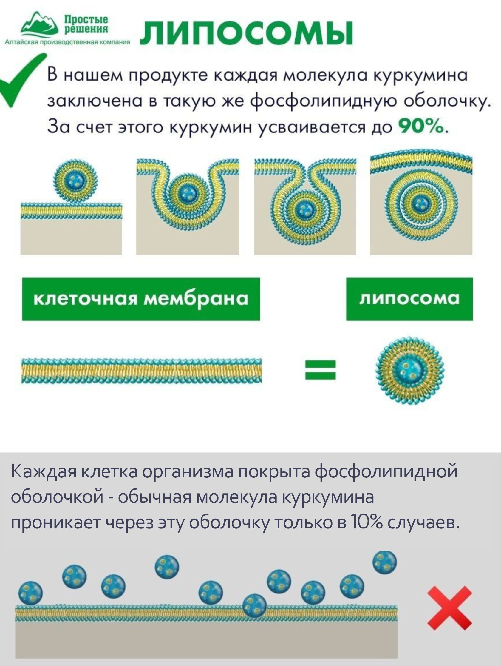 Концетраты пищевые Алтайские традиции Липосомальный куркумин Витамины для зрения веган 60 капсул - фото 3