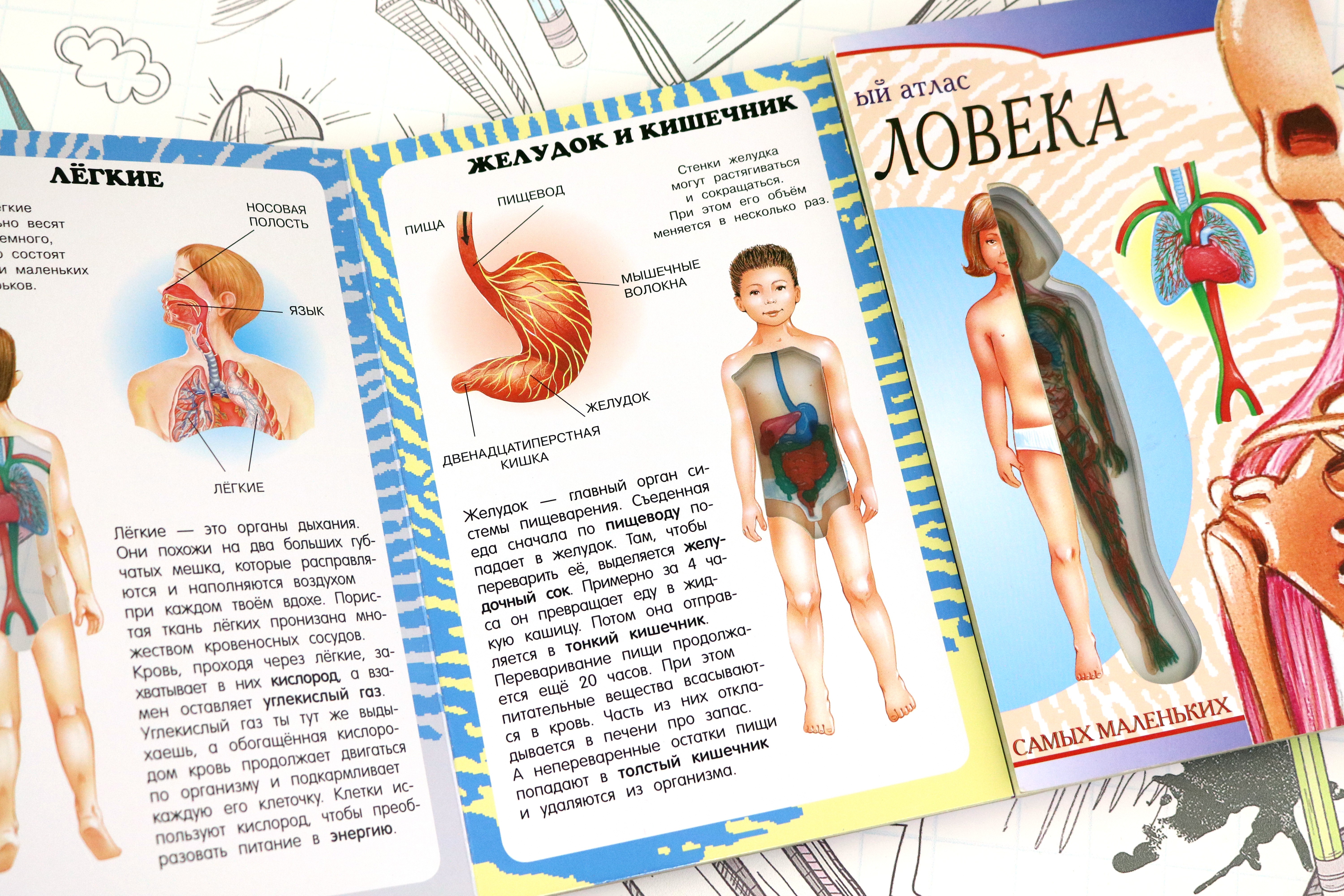 Книга Лабиринт Тело человека Мой первый атлас - фото 6