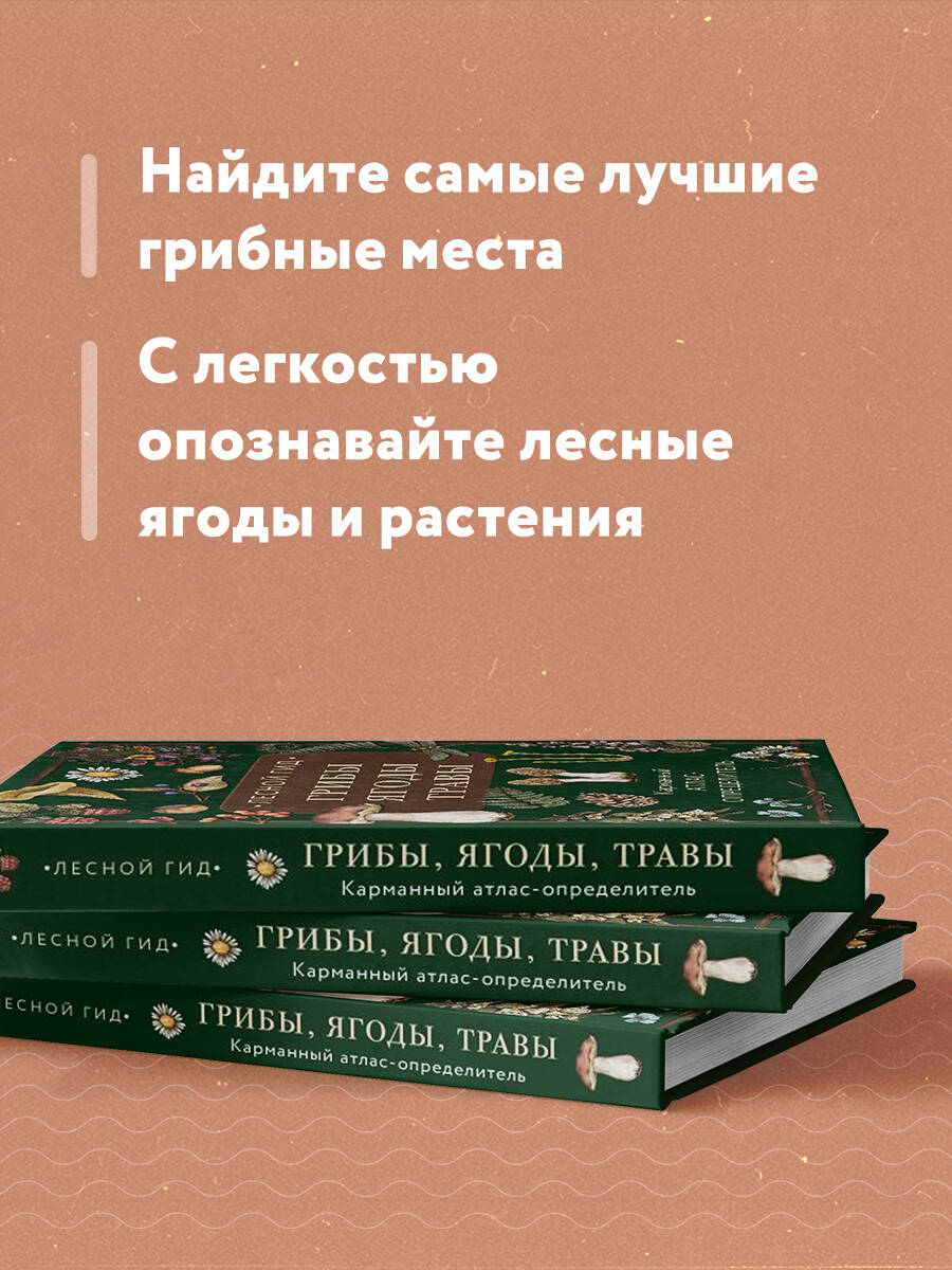 Книга Эксмо Лесной гид: грибы, ягоды, травы. Карманный атлас-определитель - фото 3