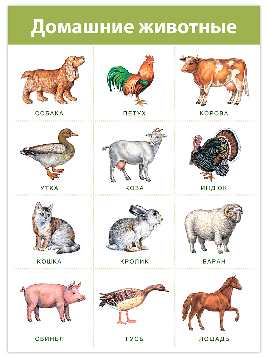 Настольная игра Дрофа-Медиа - фото 6