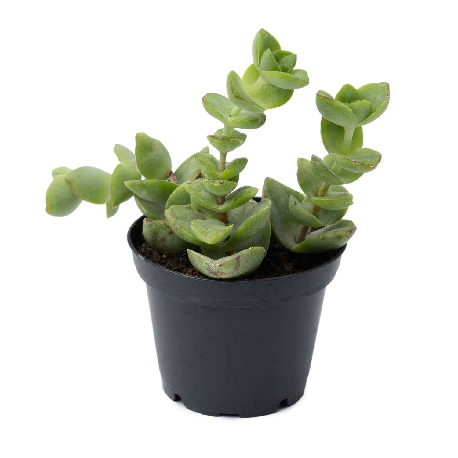 Растение ЕТК Суккуленты D7 в ассортименте - фото 25