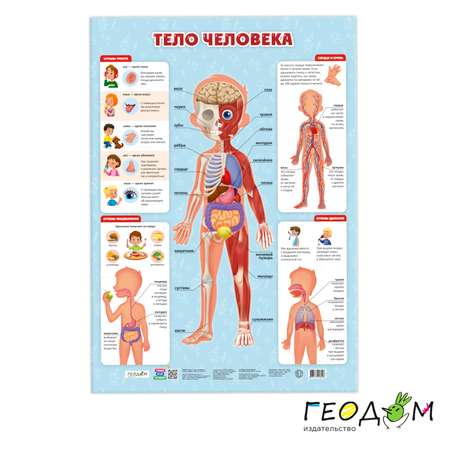 Обучающие плакаты ГЕОДОМ Таблица умножения + Страны и флаги + Тело человека