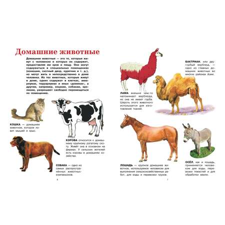 Книга Харвест Животные. Энциклопедия для малышей