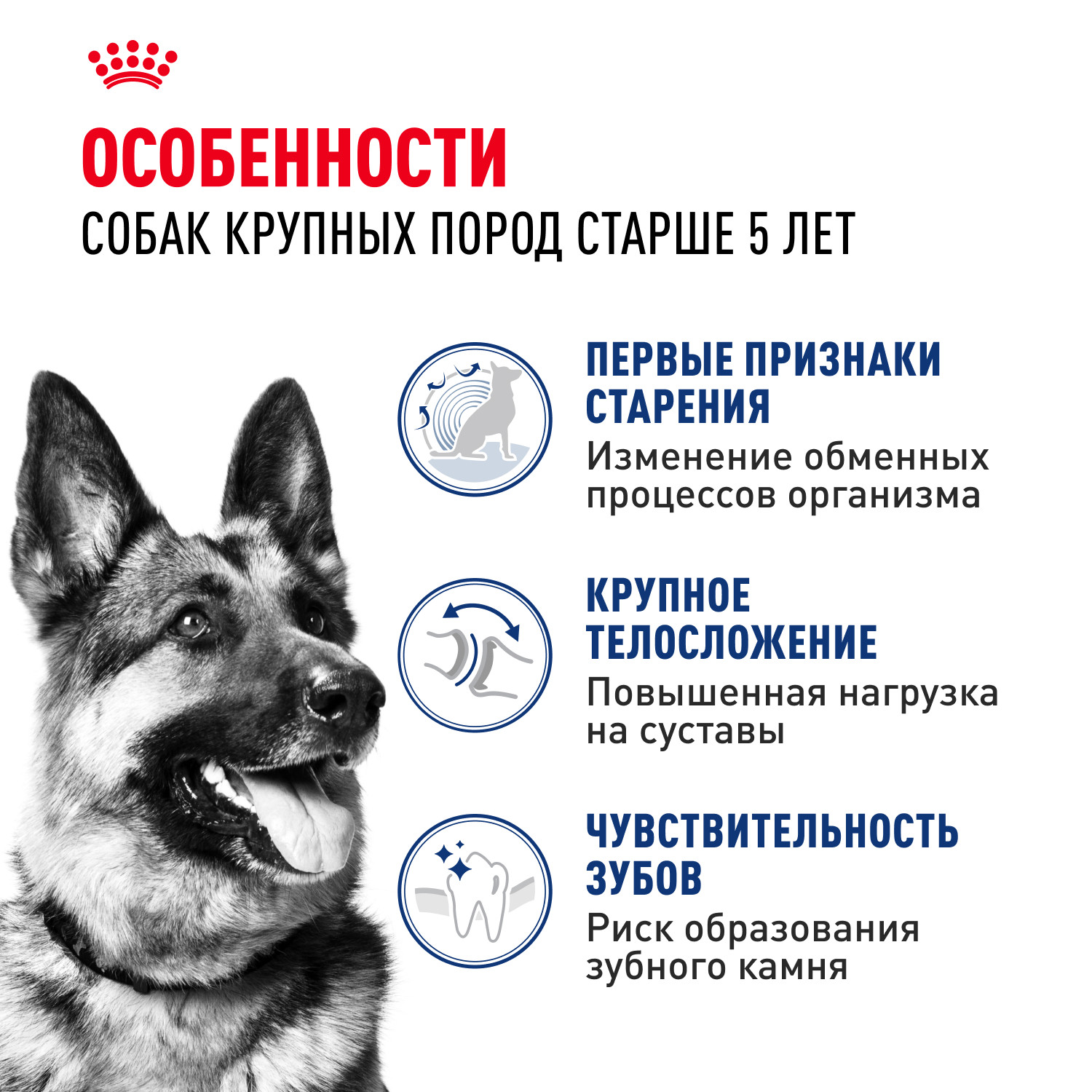 Корм для собак ROYAL CANIN крупных пород от 5 лет 15кг - фото 2