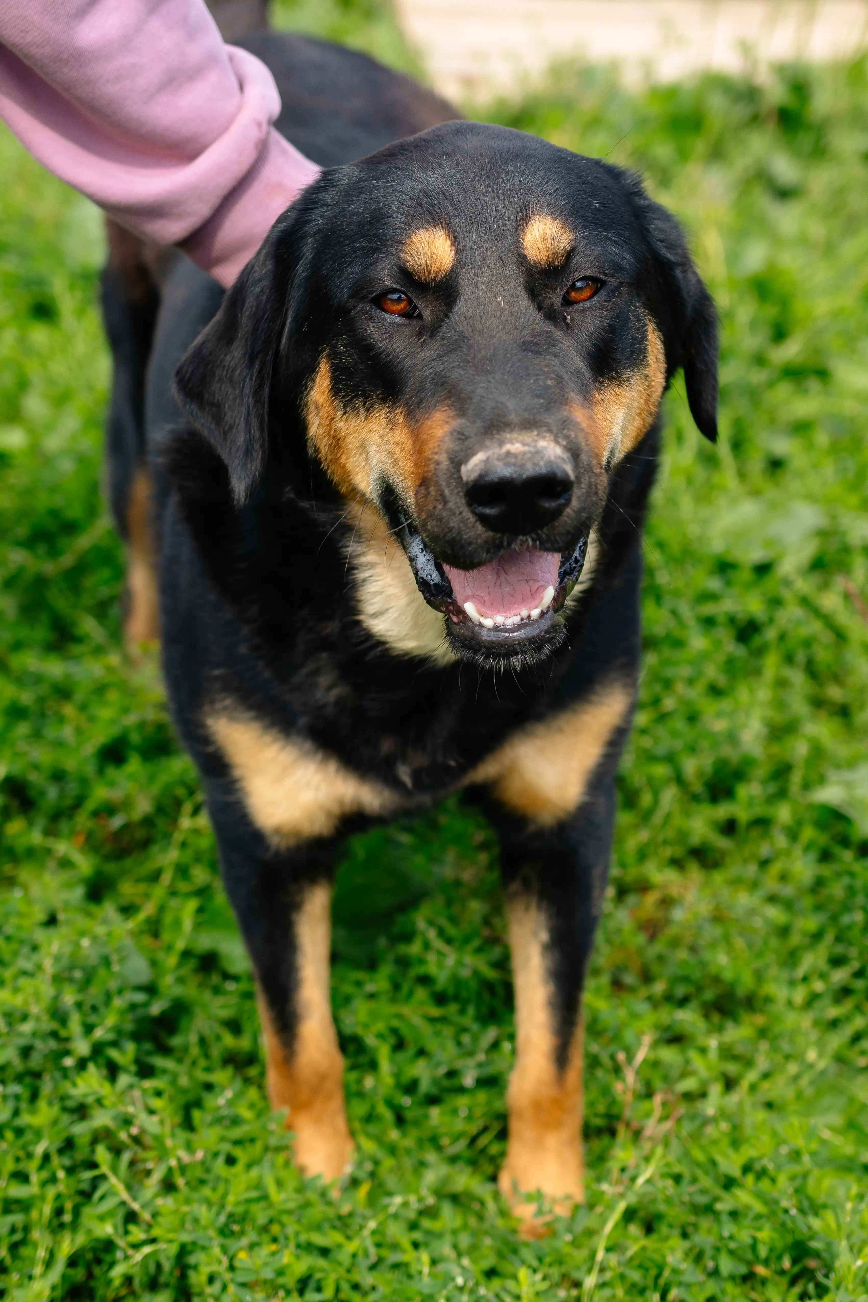 Собака Малышка - фото 4