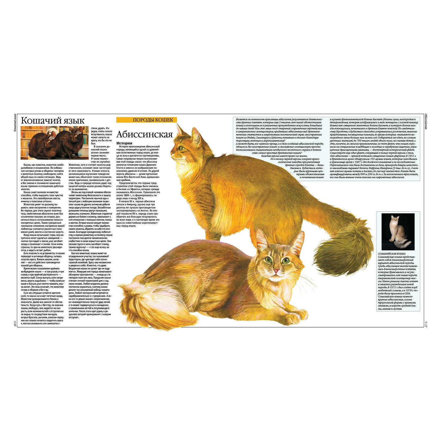Книга Харвест Кошки: Все породы. Иллюстрированная энциклопедия про кошек домашних - фото 4