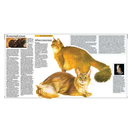 Книга Харвест Кошки: Все породы. Иллюстрированная энциклопедия про кошек домашних