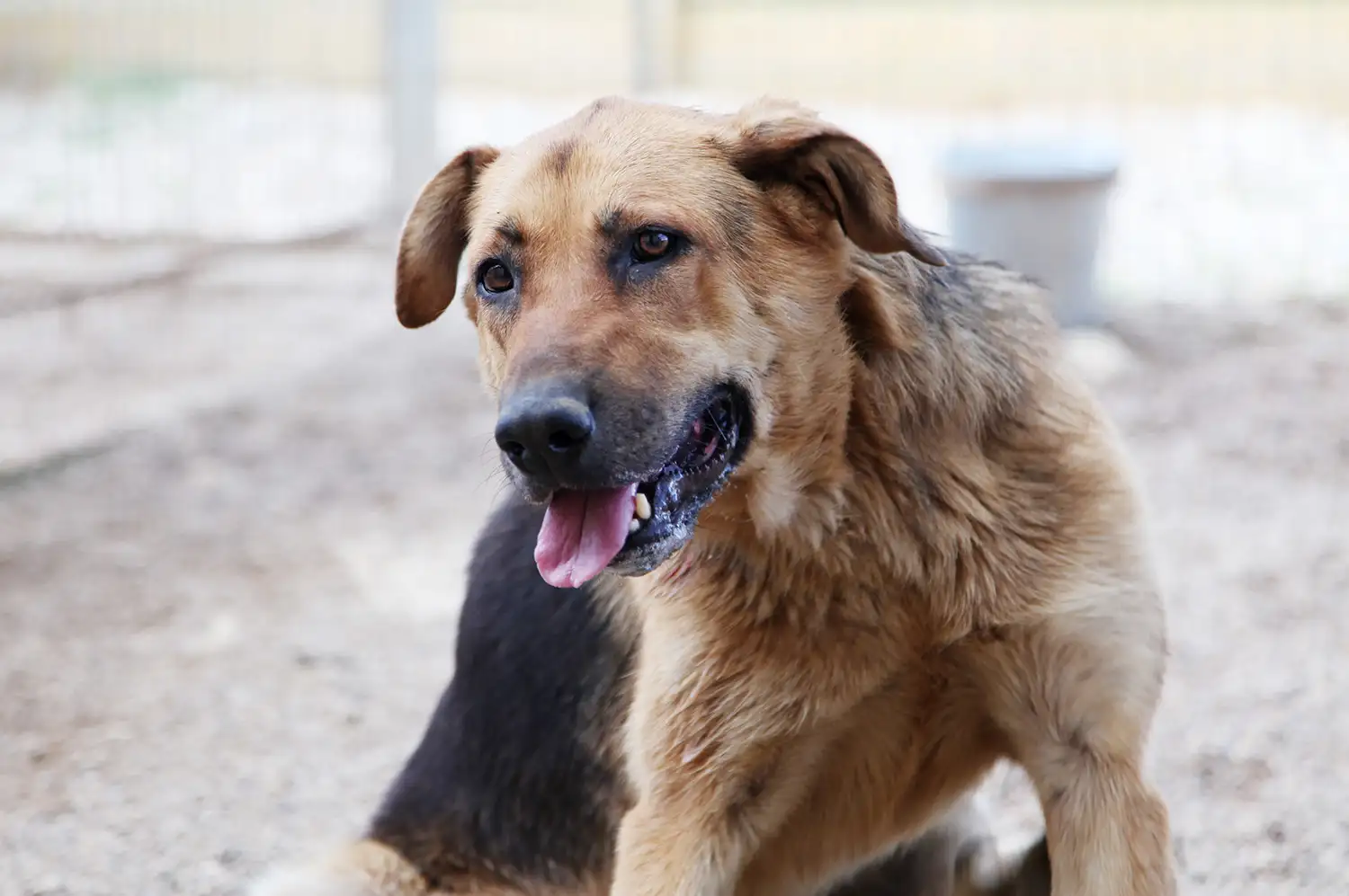 Собака Ягодка - фото 4