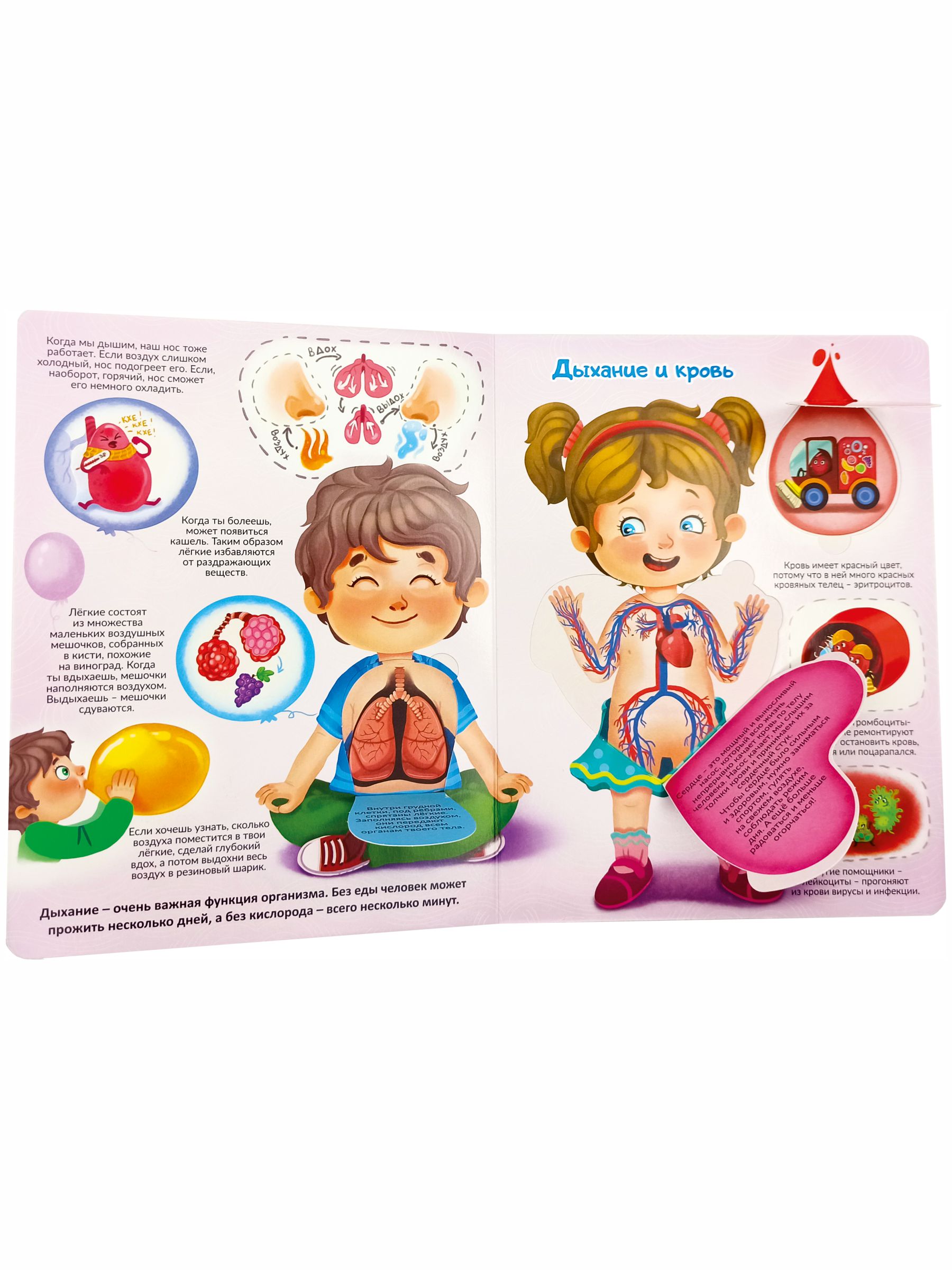 Книжка для малышей BimBiMon с окошками. Моя первая анатомия Виммельбух - фото 11