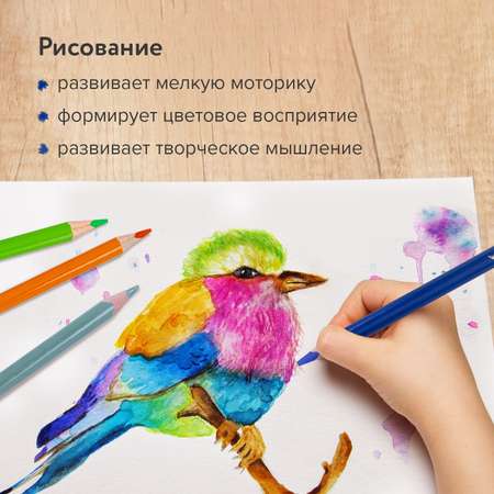 Карандаши акварельные Brauberg 36 шт.
