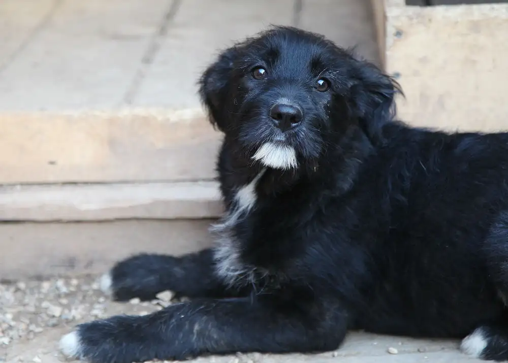 Собака Далина - фото 2