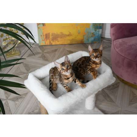 Когтеточка для кошек лежанка БРИСИ Белый