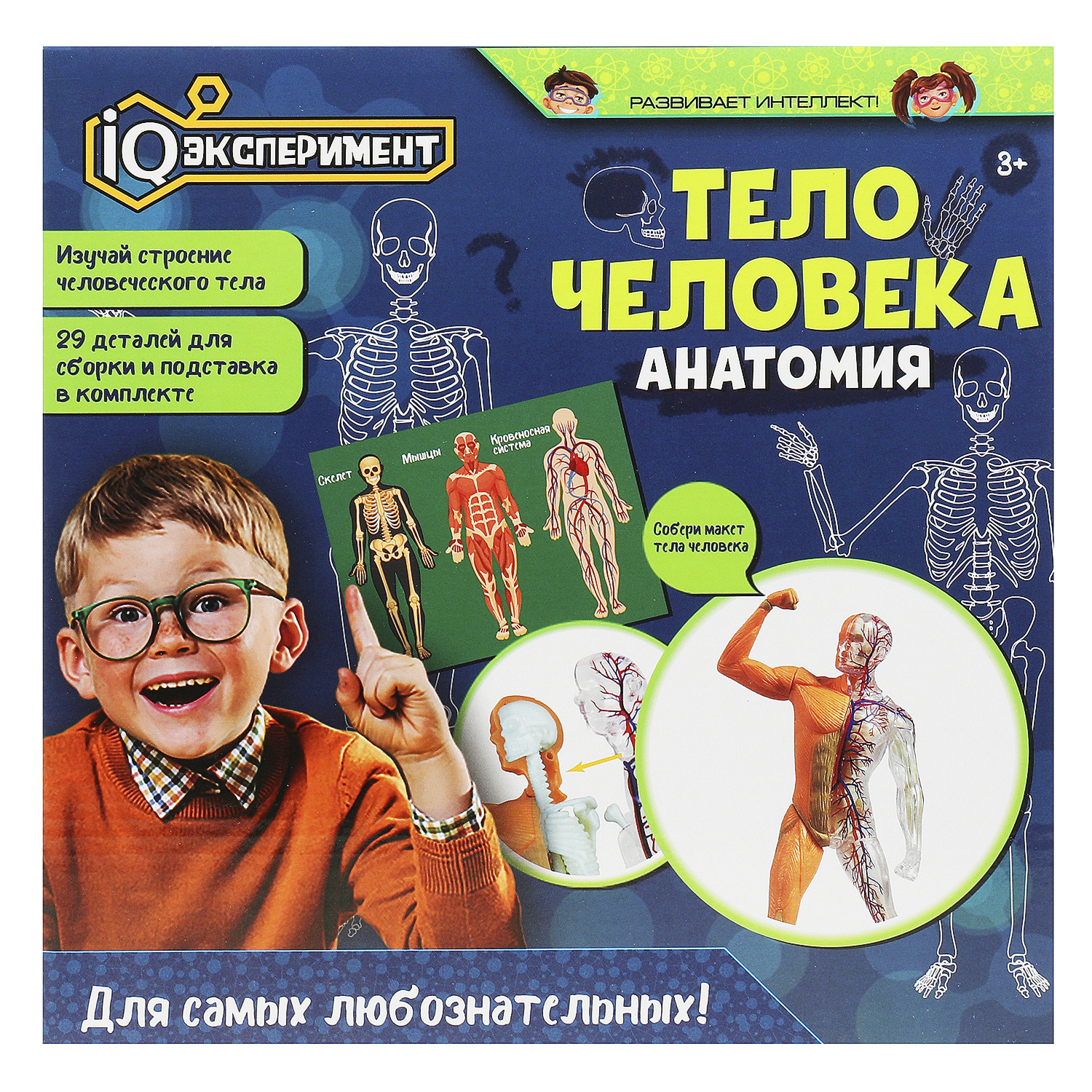 Набор для опытов Играем вместе Тело человека - фото 2