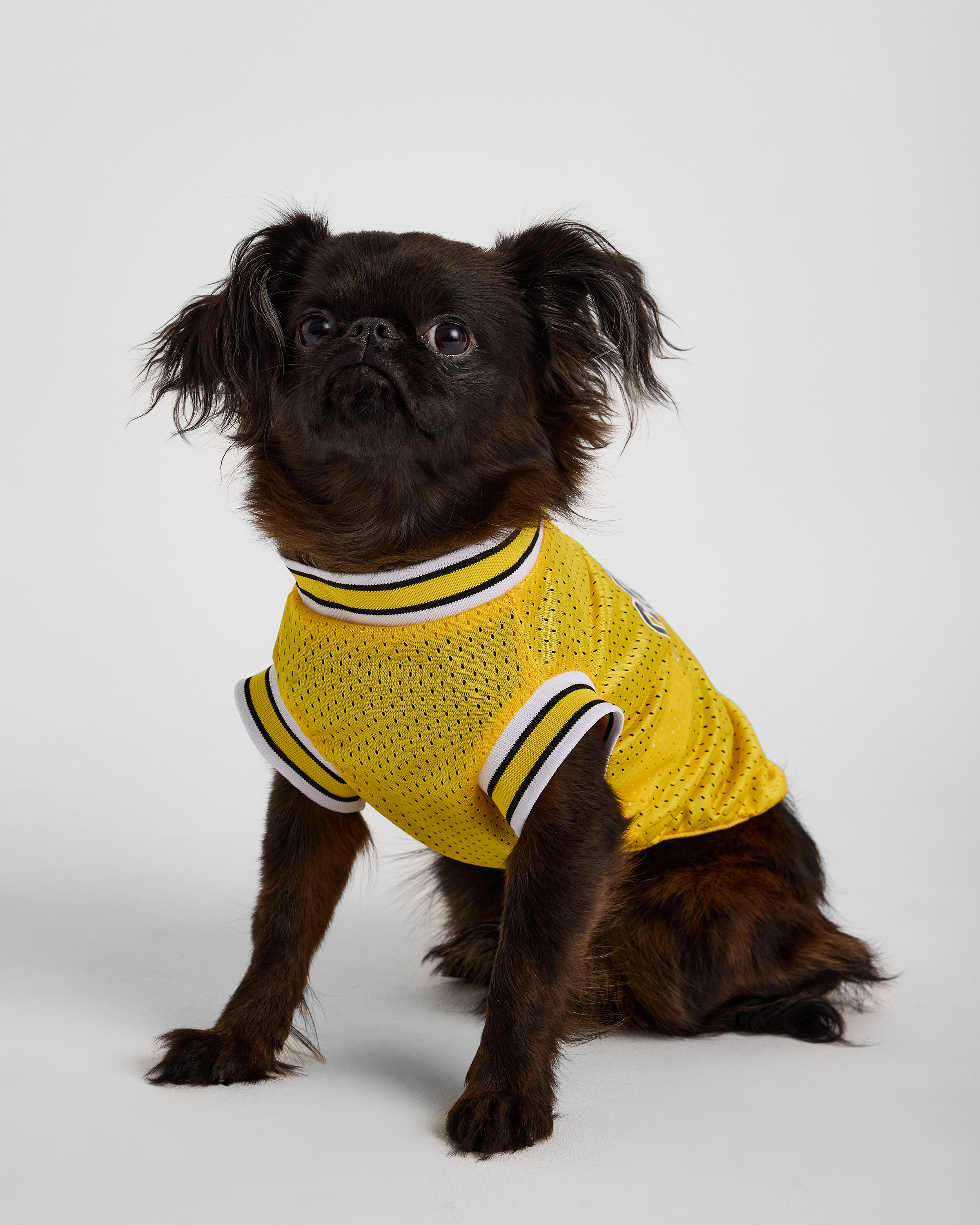 Изображение товара Футболка для собак и кошек Зоозавр: XL