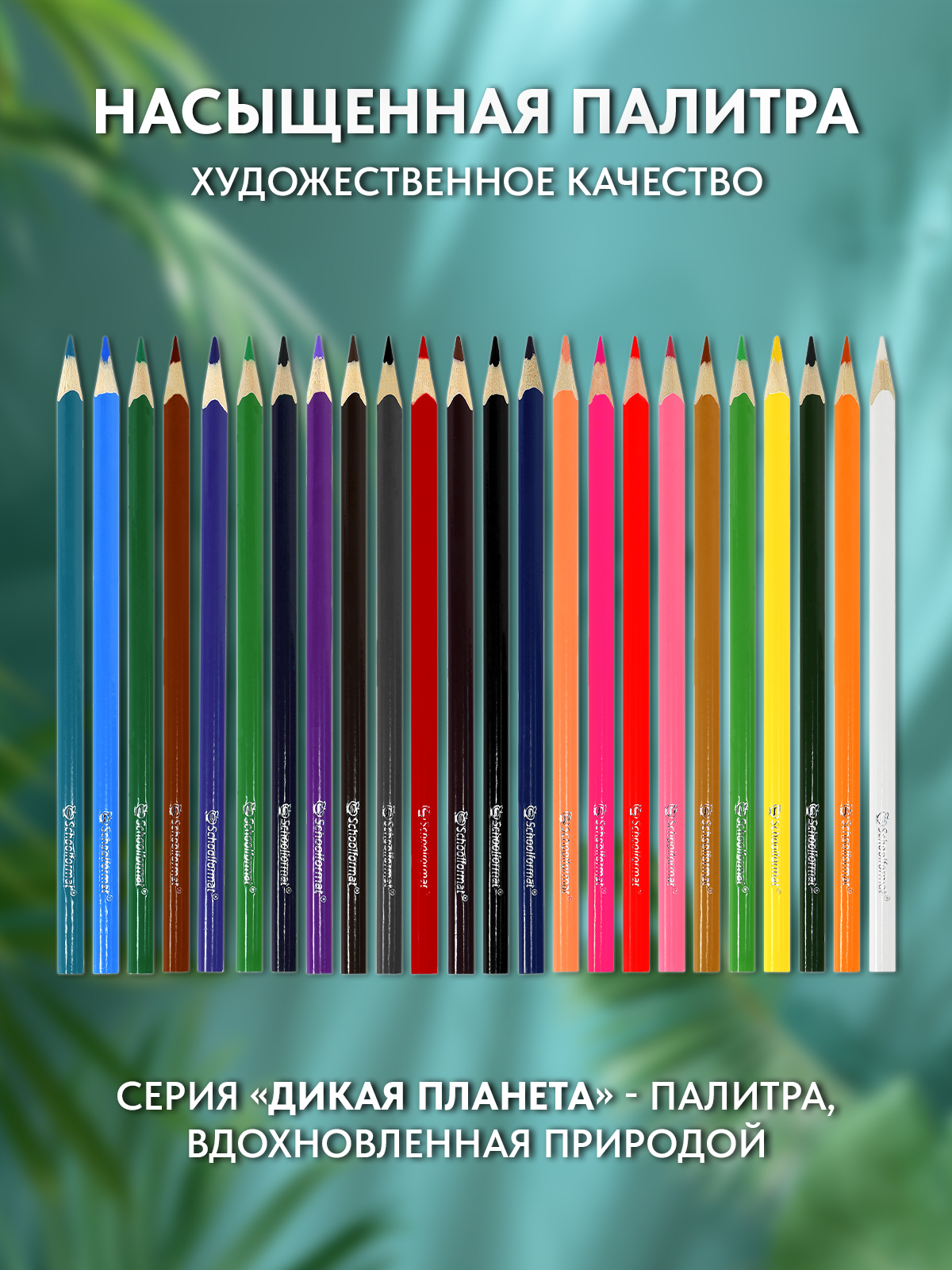 Карандаши цветные SCHOOLFORMAT 24 шт. - фото 3