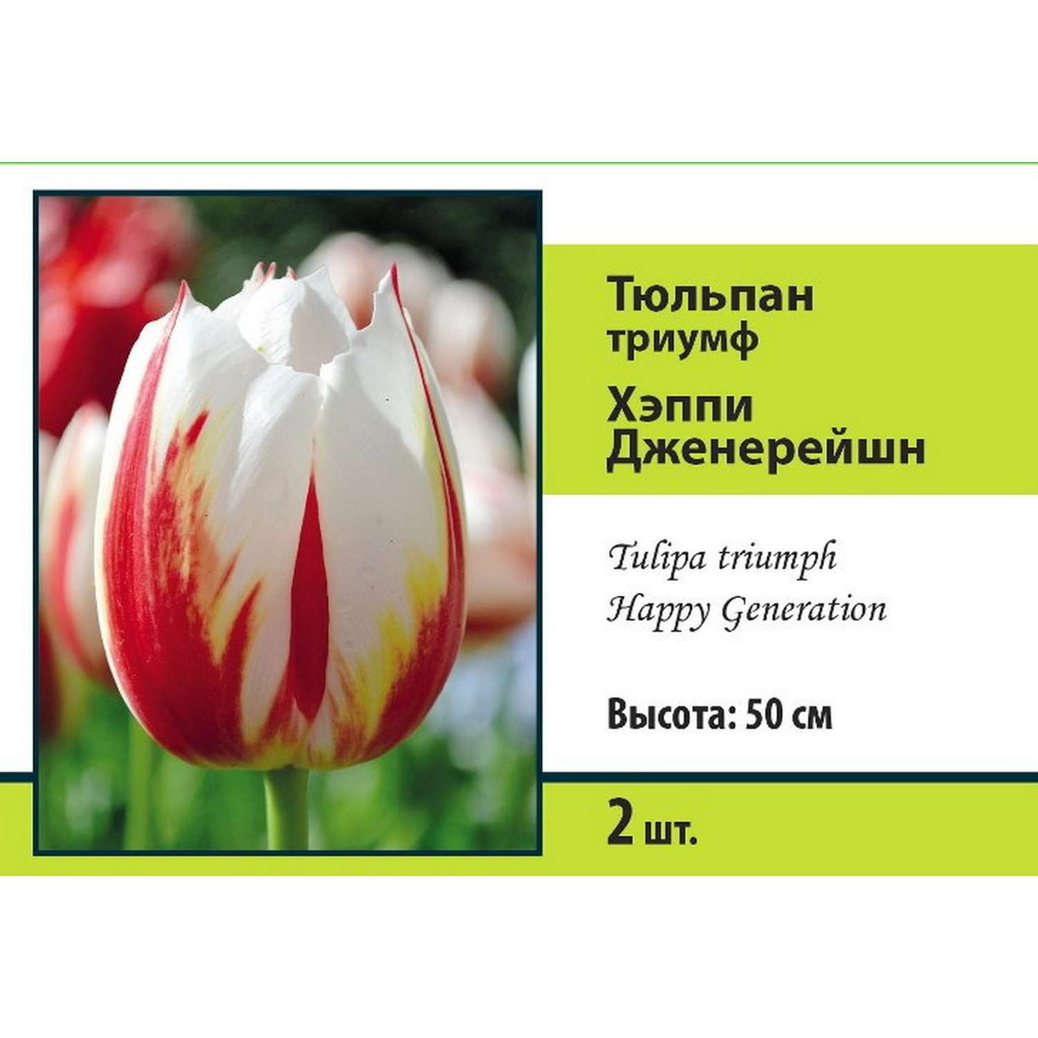 Тюльпан триумф ПОИСК Хэппи Дженерейшн 2шт - фото 1