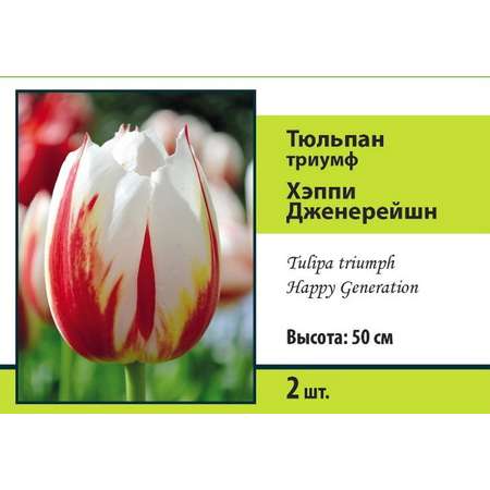 Тюльпан триумф ПОИСК Хэппи Дженерейшн 2шт