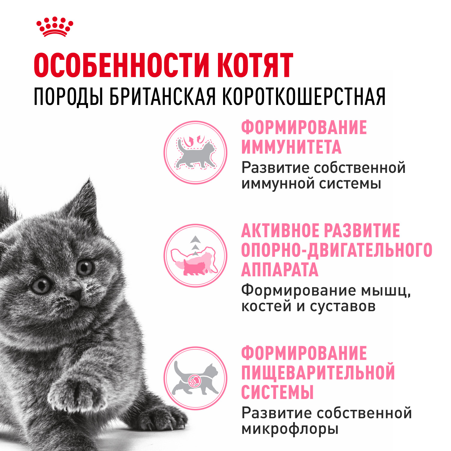 Корм сухой для котят ROYAL CANIN British Shorthair 400г породы британской короткошерстной - фото 2