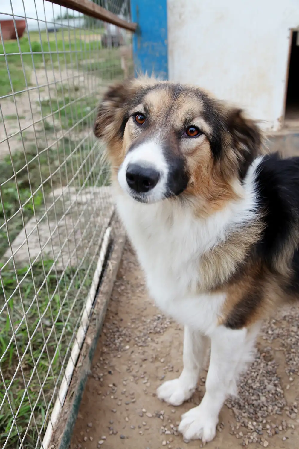 Собака Кельма - фото 2