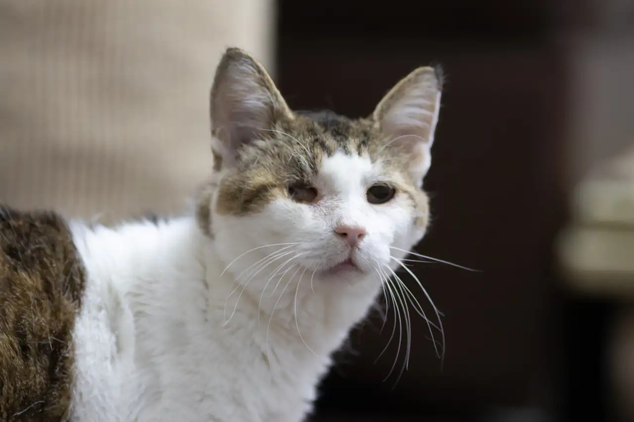 Кошка Крипт - фото 2