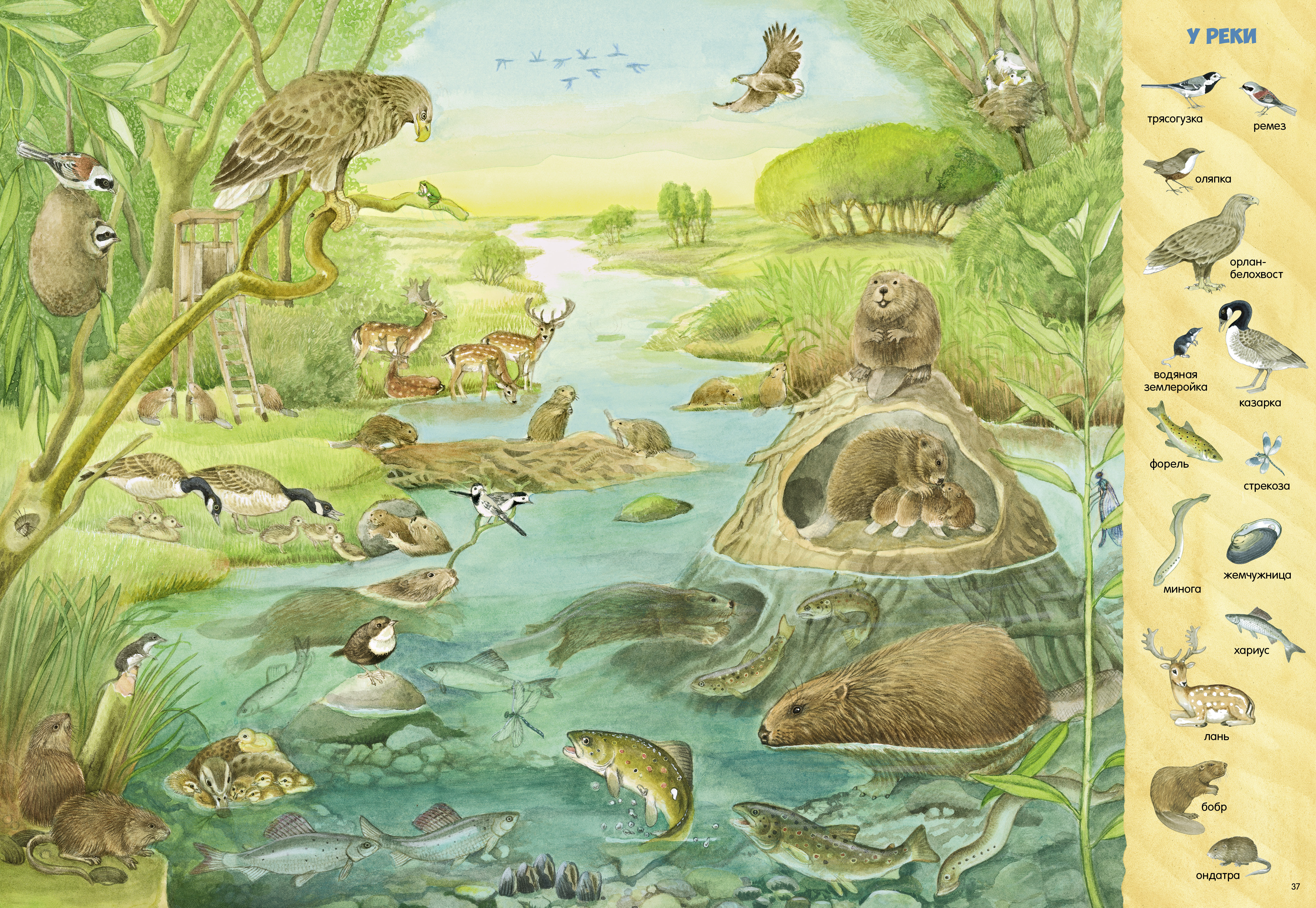 Книга Clever Найди и покажи - фото 6