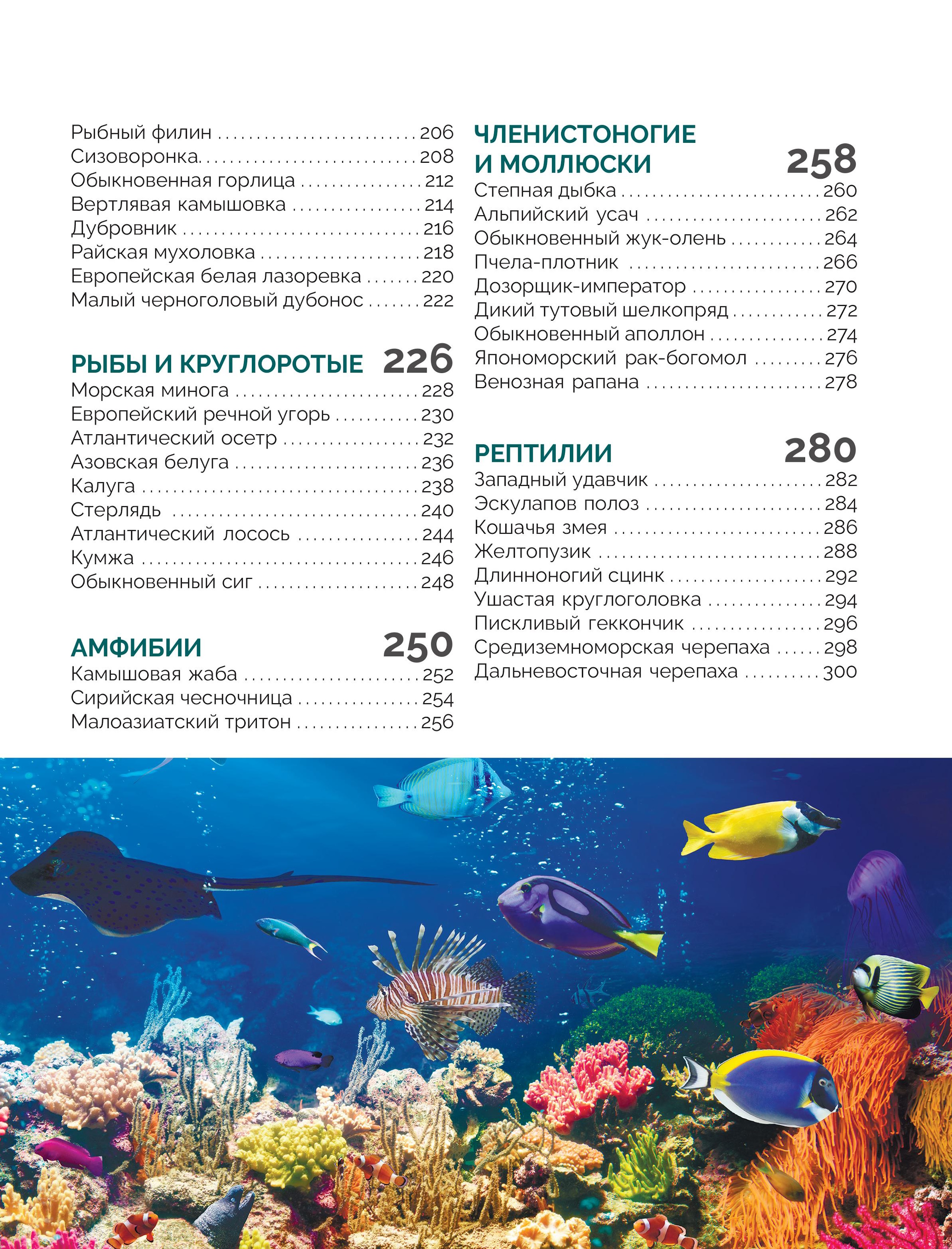 Книга Эксмо Красная книга России Большая - фото 5
