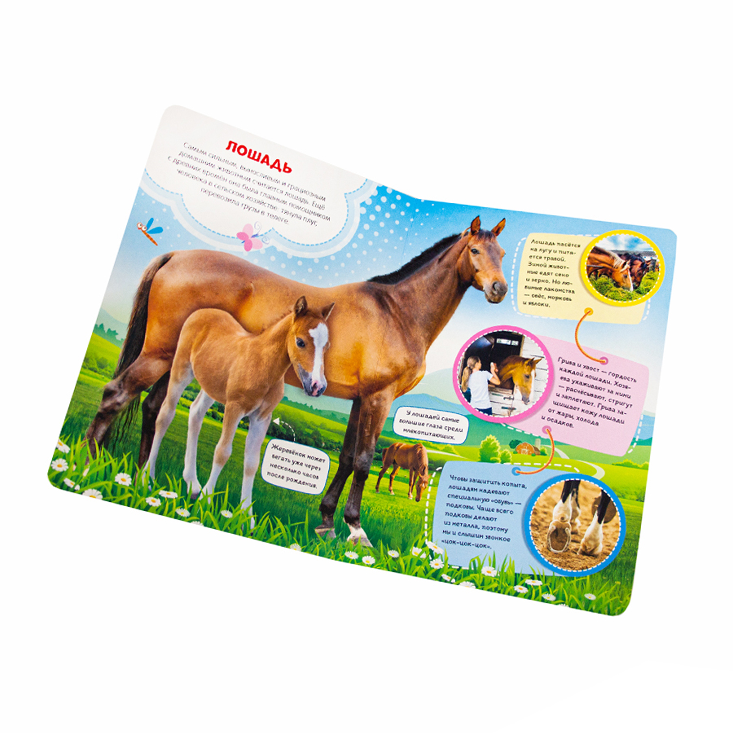 Набор книг Malamalama Ферма и в лесу книги для детей от двух лет - фото 7