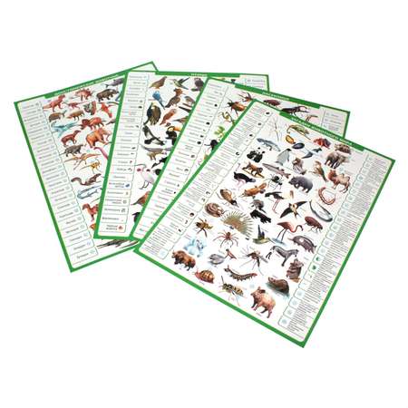 Настольная игра Educa Электровикторина