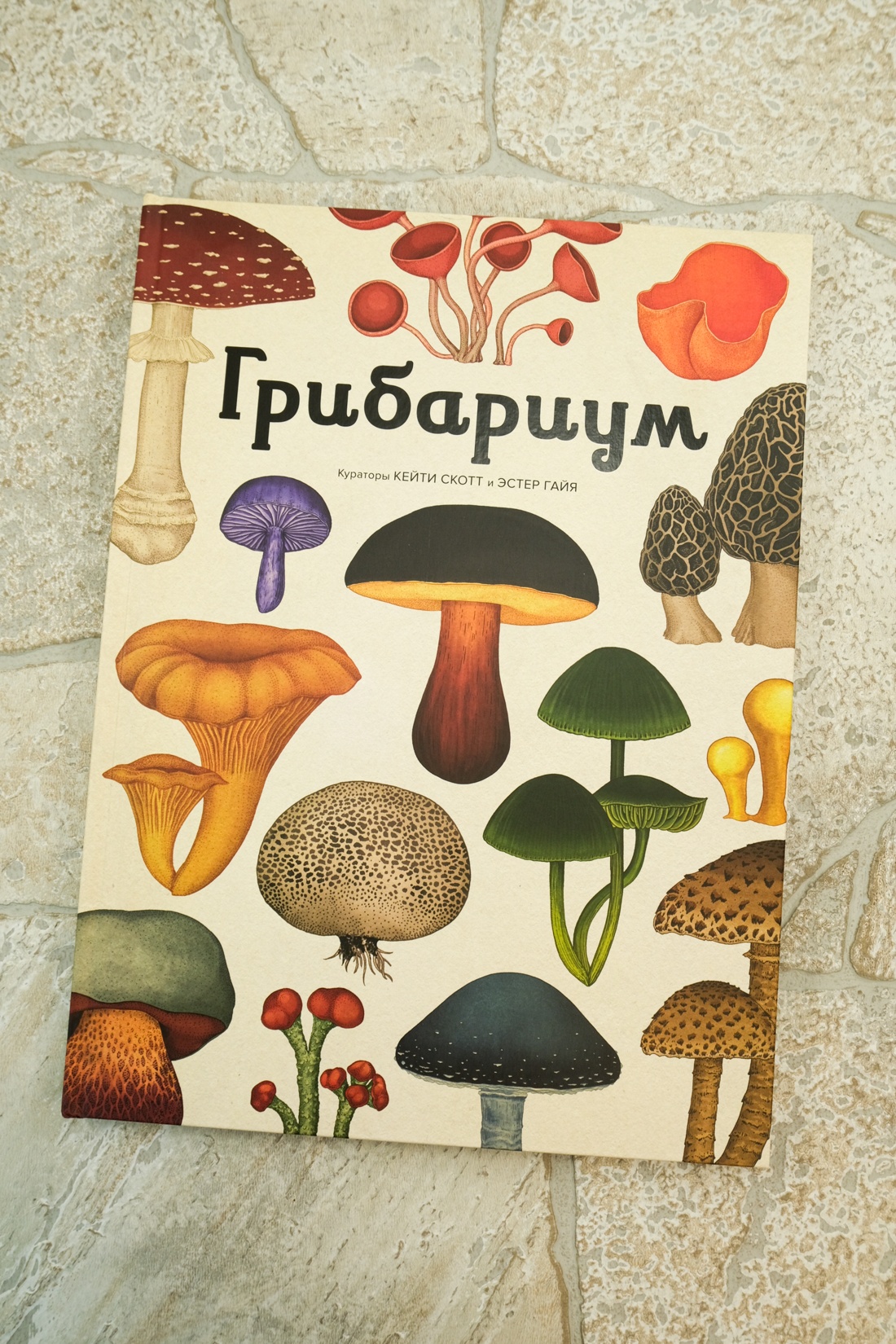 Книга Махаон Энц. Хауксворт Д. Л., Сьюз Л. М., Кой П. В., Грибариум - фото 3