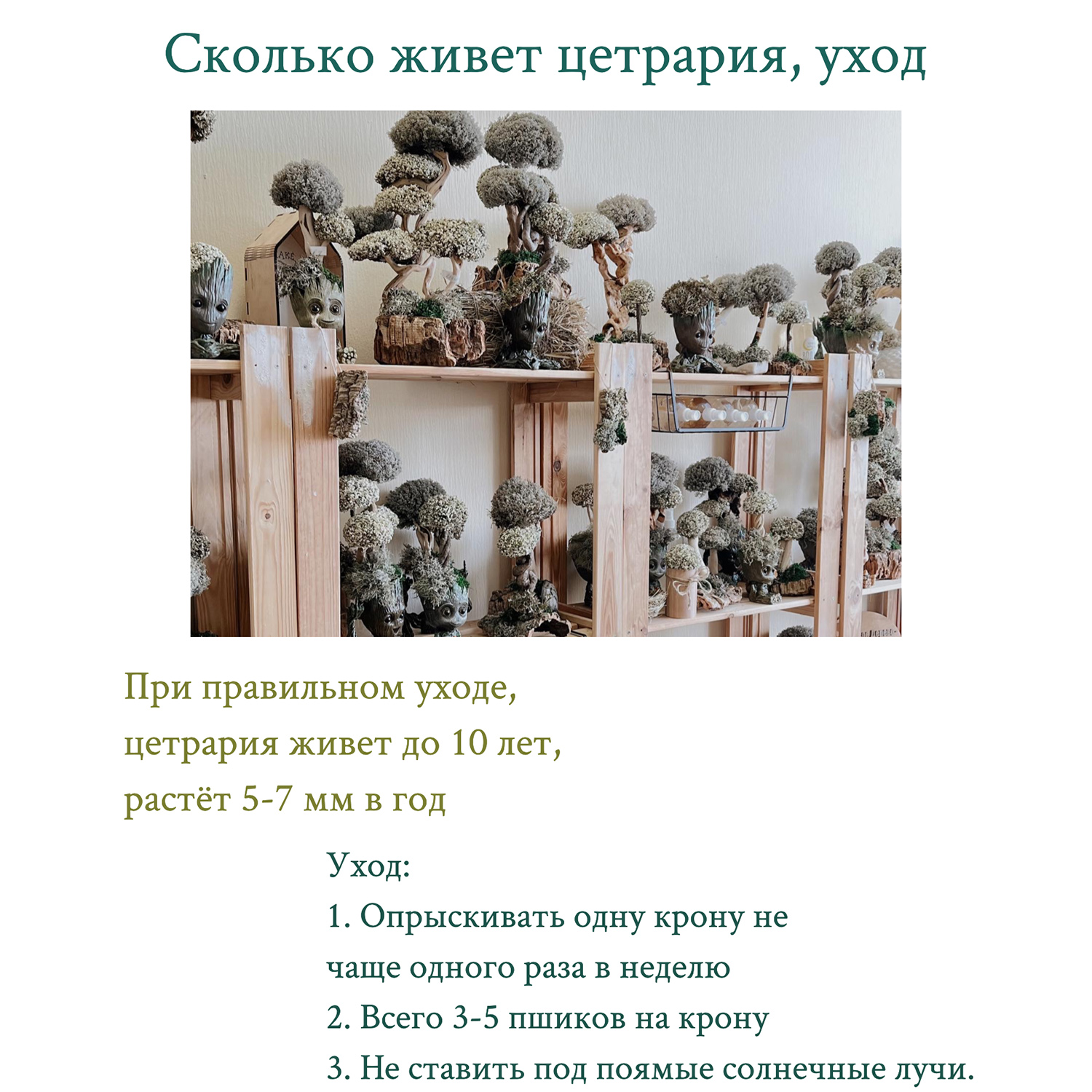 Дерево из Цетрарии Cetraria 17 см - фото 10