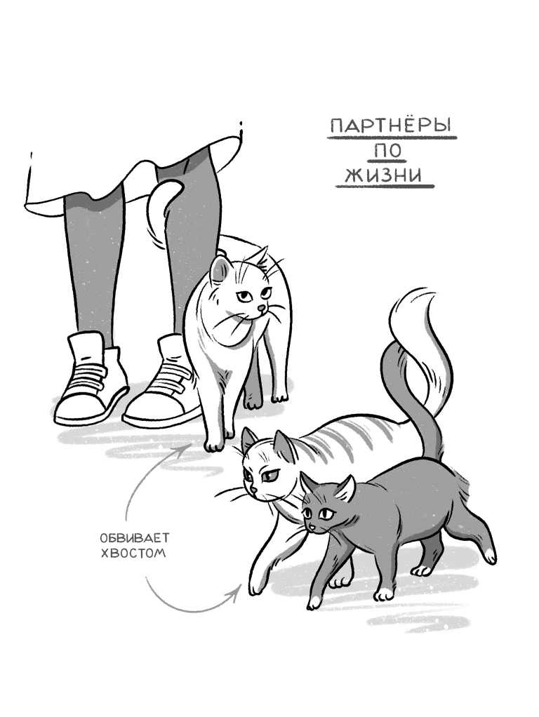 Книга АСТ Я тебя пониМЯУ. Как понять язык кошки - фото 22