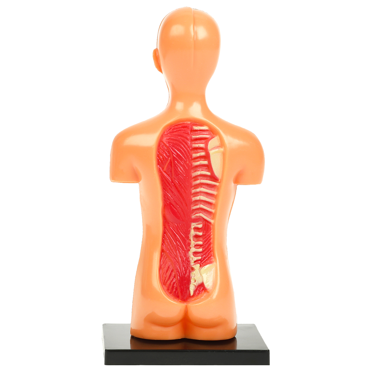 Настольная игра Играем вместе Тело человека - фото 4