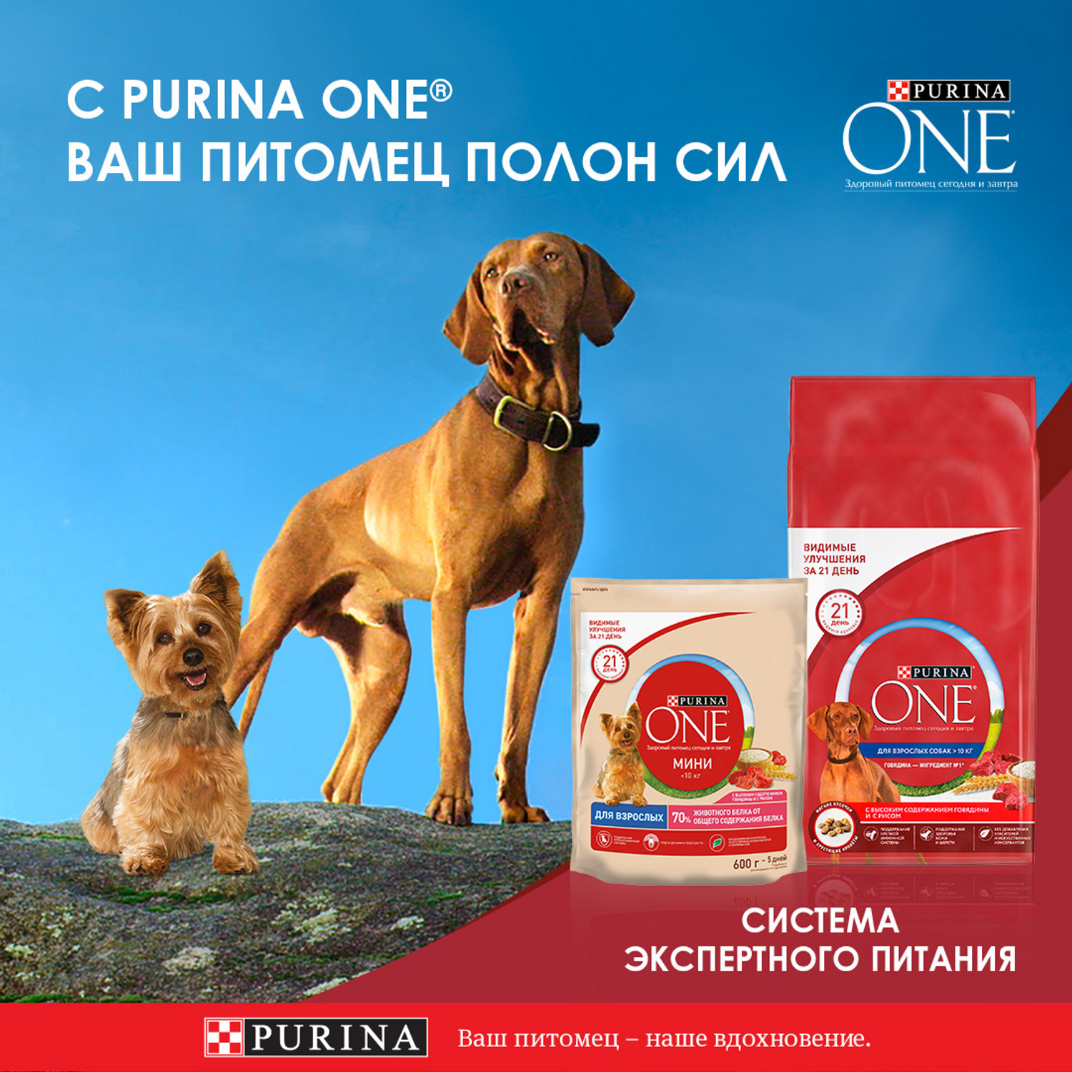 Корм для собак Purina One Mini мелких пород чувствительное пищеварение лосось-рис-морковь 85г - фото 5