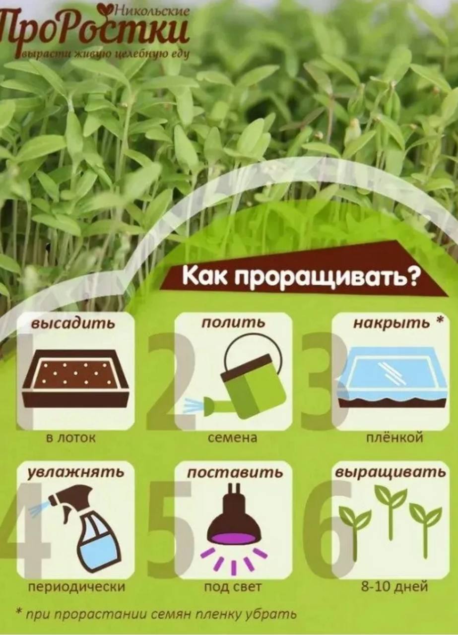 Семена для микрозелени MegaMedia амарант - фото 4