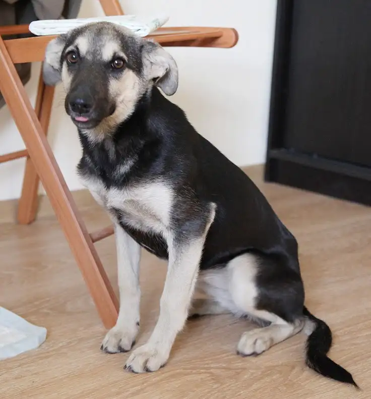 Собака Ивеко - фото 1