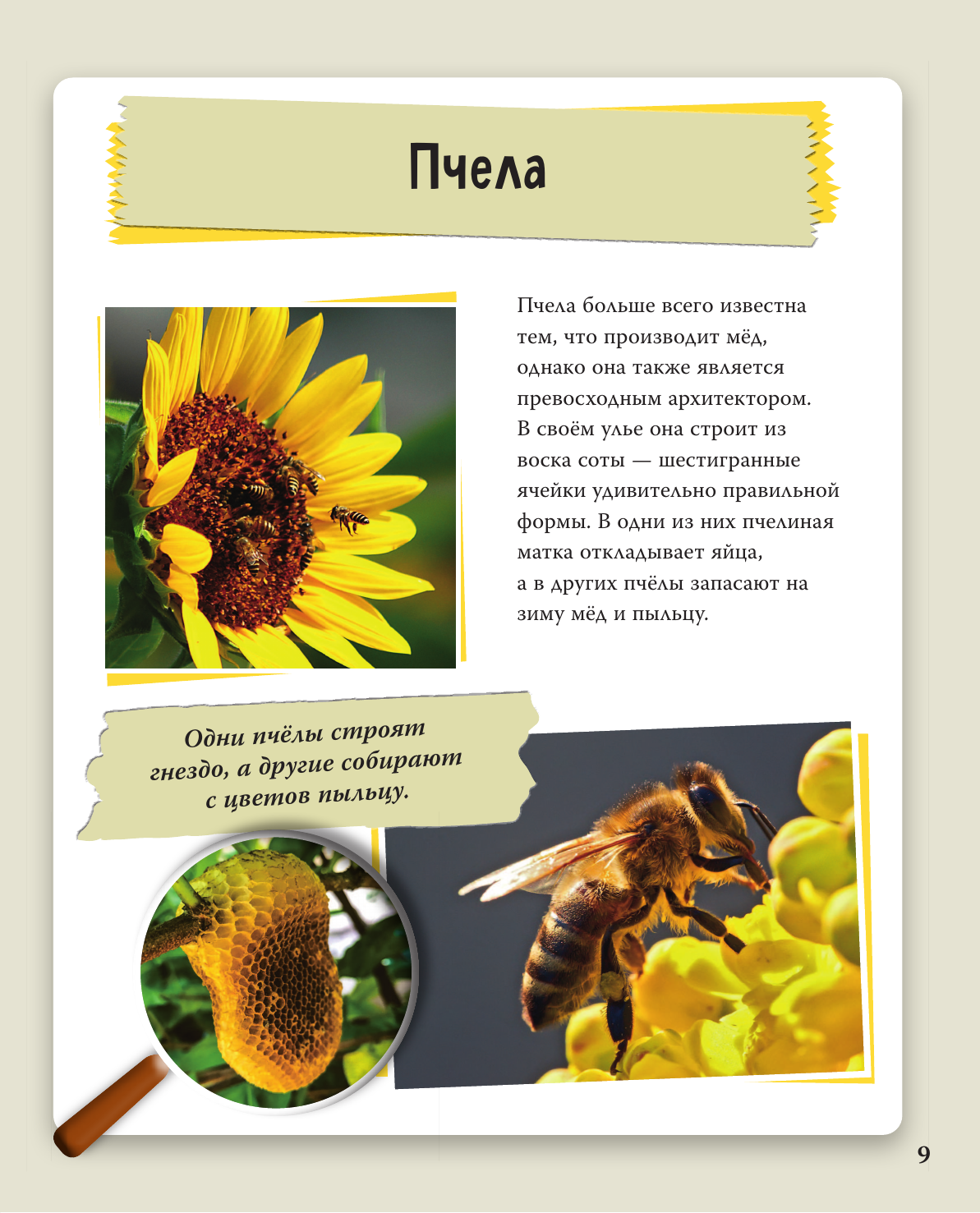 Книга Эксмо Удивительные животные нашей планеты - фото 18