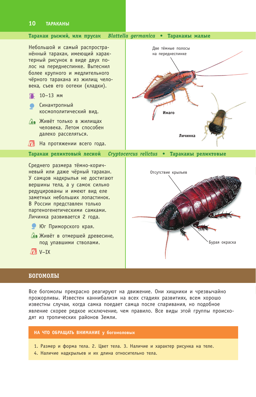 Книга АСТ насекомые России - фото 12