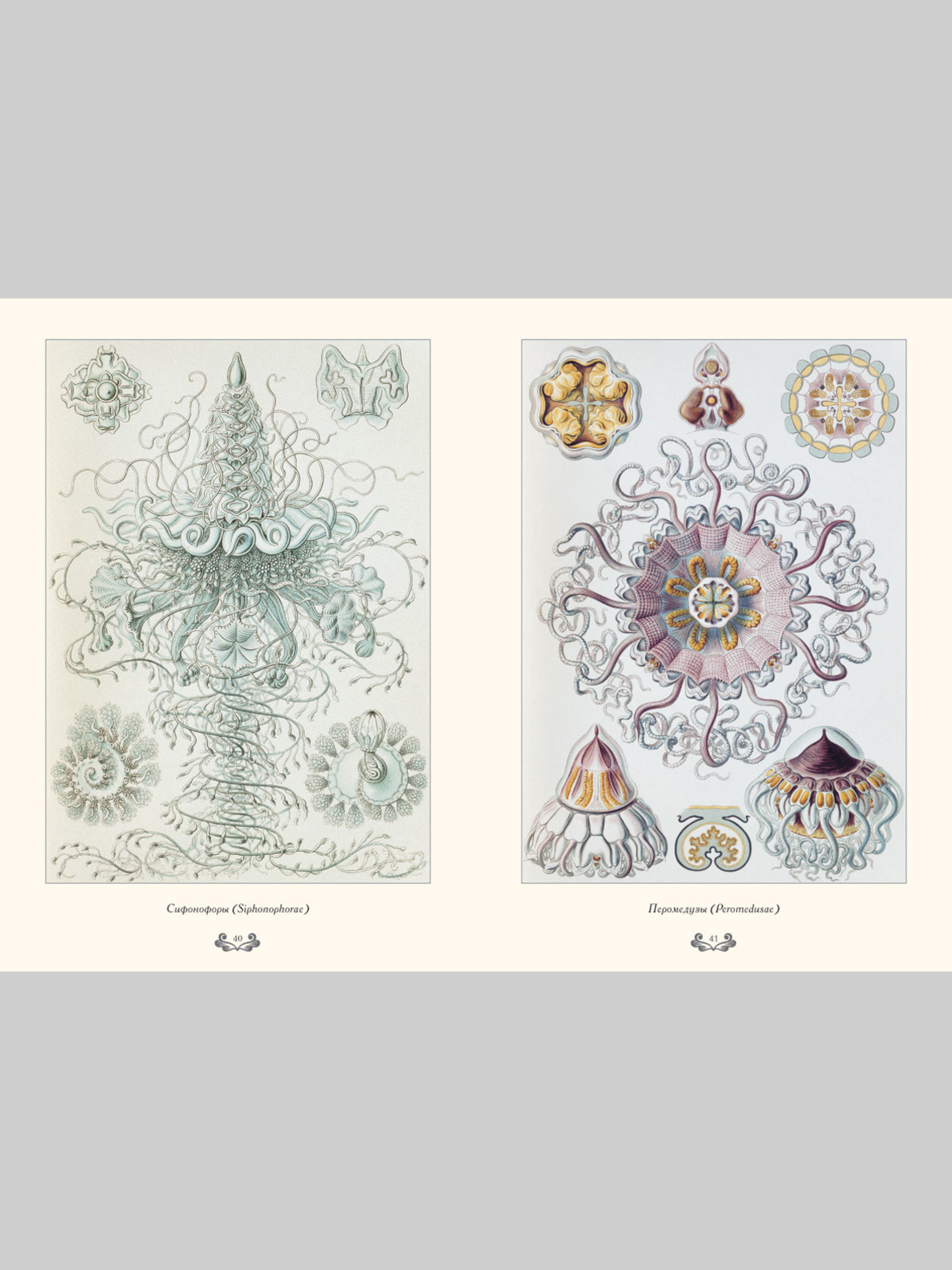 Книга Белый город Красота форм в природе. Э. Геккель (Великие полотна) - фото 4