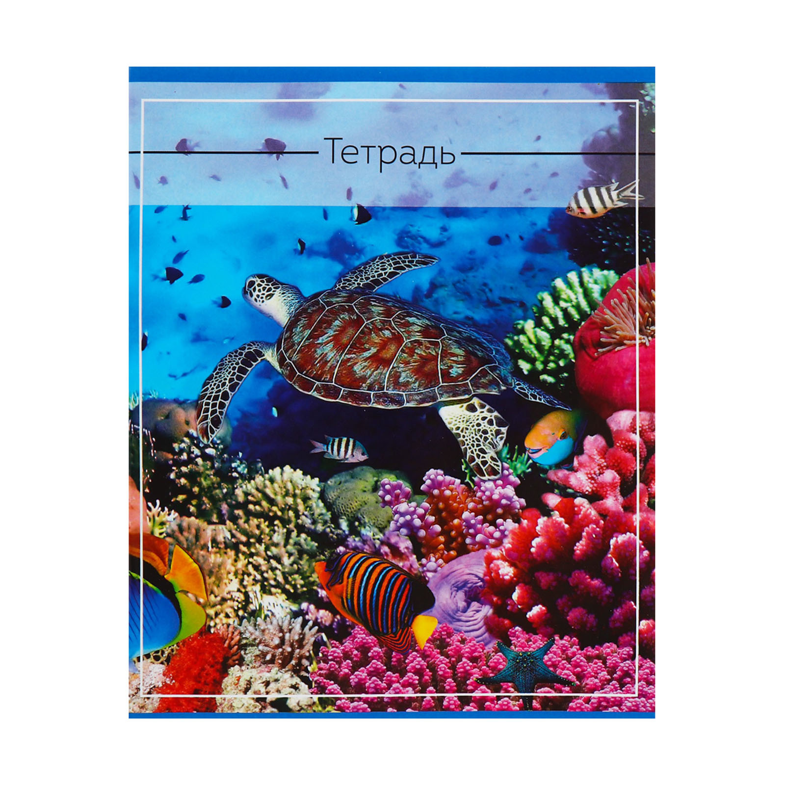 Тетрадь Calligrata клетка - фото 6